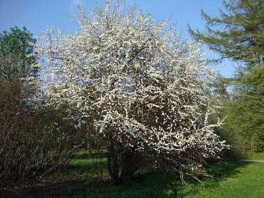 Śliwa tarnina - krzew kwitnący (autor: Anneli Salo, źródło: Wikipedia, licencja: CC BY-SA 3.0)