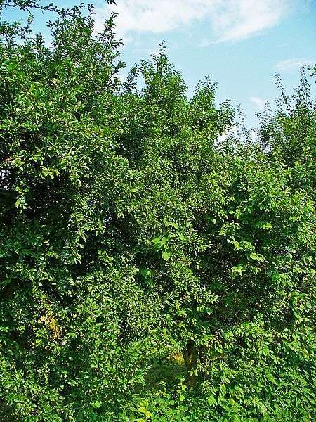 Śliwa tarnina - krzew (autor: H. Zell, źródło: Wikipedia, licencja: CC BY-SA 3.0)