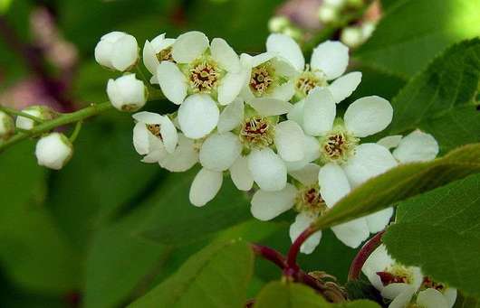 Czeremcha pospolita - kwiaty (autor: Algirdas, źródło: Wikipedia, licencja: domena publiczna)
