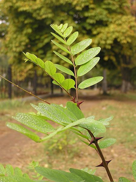 gałązka robinii (autor: Andrew Butko, źródło: Wikipedia, licencja: CC BY-SA 3.0)