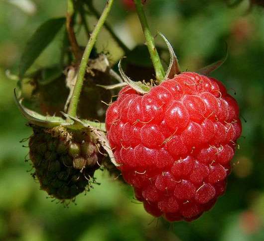 Malina właściwa - owoce (autor: Vassil, źródło: Wikipedia, licencja: domena publiczna)