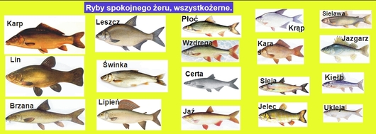 gatunki ryb roślinożerne