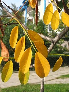 Robinia akacjowa - liście jesienią (autor: Piotr Gach, źródło: www.mojedrzewa.pl)