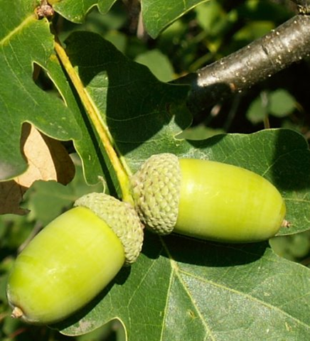 Dąb szypułkowy-owoce zielone